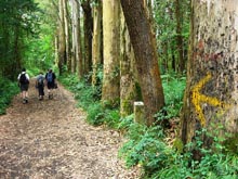 Camino de Santiago Walking Holidays