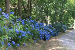 Camino de Santiago Walking Holidays